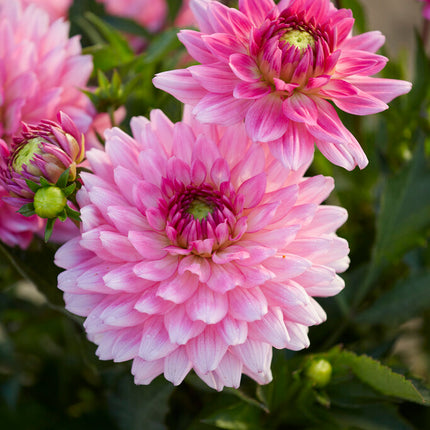 Dahlia Border Melody Lizza 1-pack