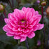 Dahlia Border Melody Fanfare 1-pack