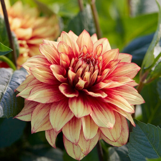 Dahlia Dekorativ Dazzling Magic 1-pack