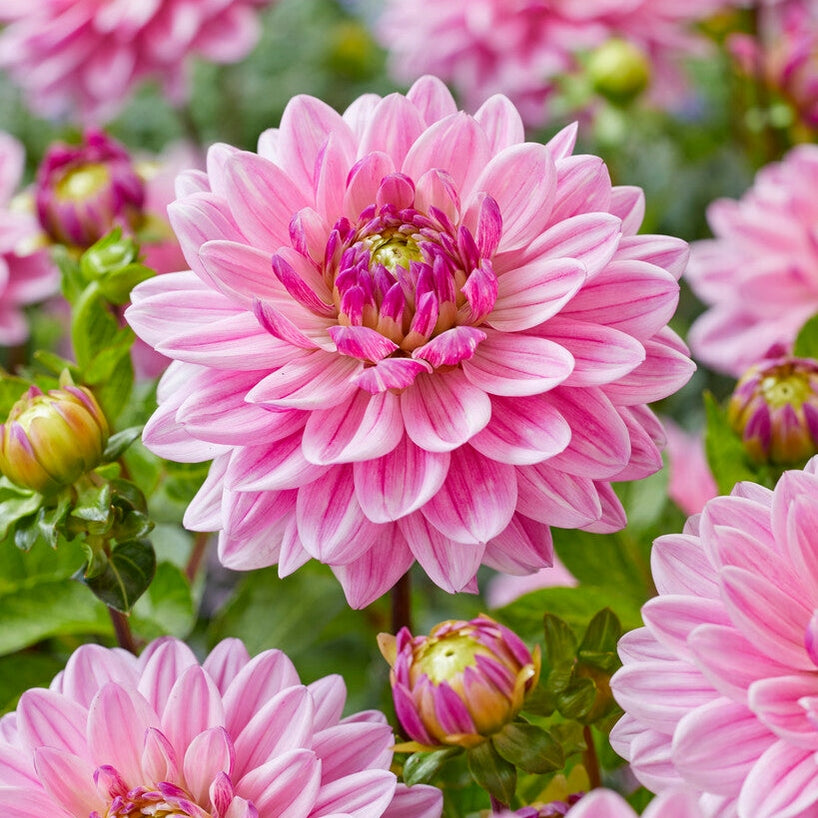 Dahlia Anne Marie Dekorativ 1-pack NYHET