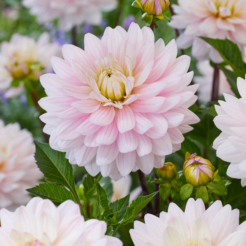 Dahlia Dekorativ Lady Kate 1-pack