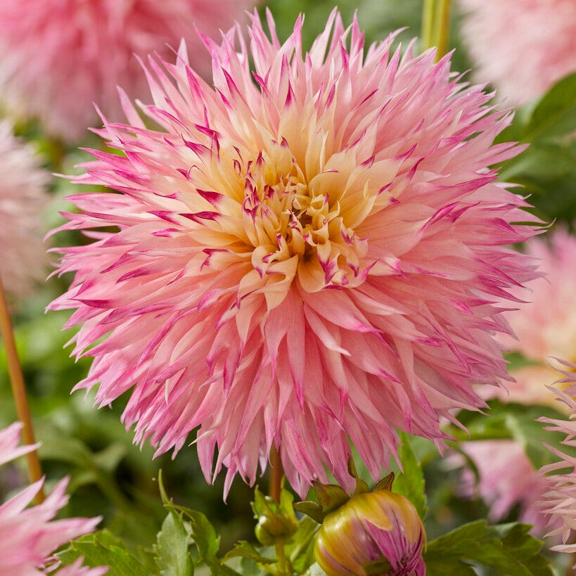 Dahlia Cactus Pinelands Princess 1-pack