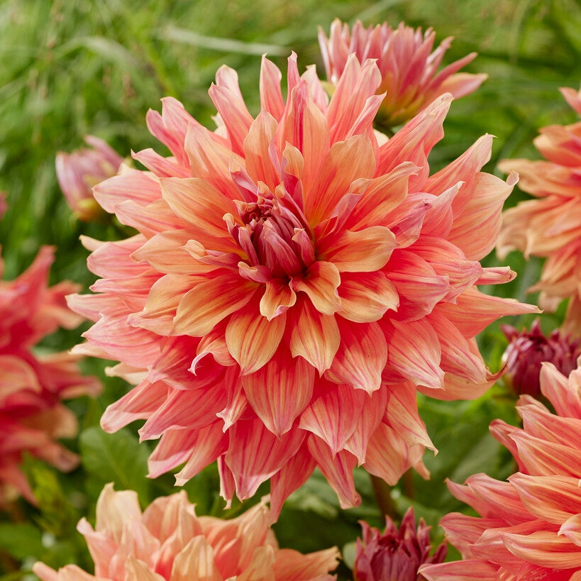 Dahlia Dekorativ Belle of Barmera 1-pack NYHET
