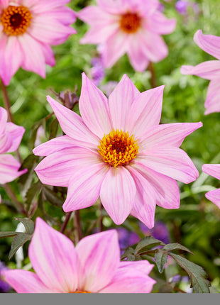 Dahlia Border Bishop of Leicester 1-pack