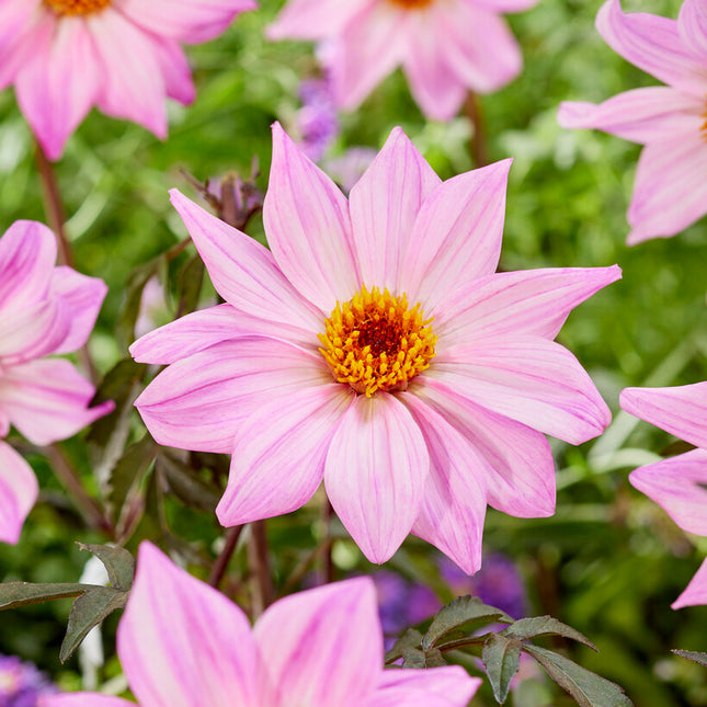 Dahlia Border Bishop of Leicester 1-pack