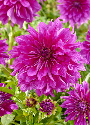 Dahlia Decorative Purple Taiheijo 1 kpl