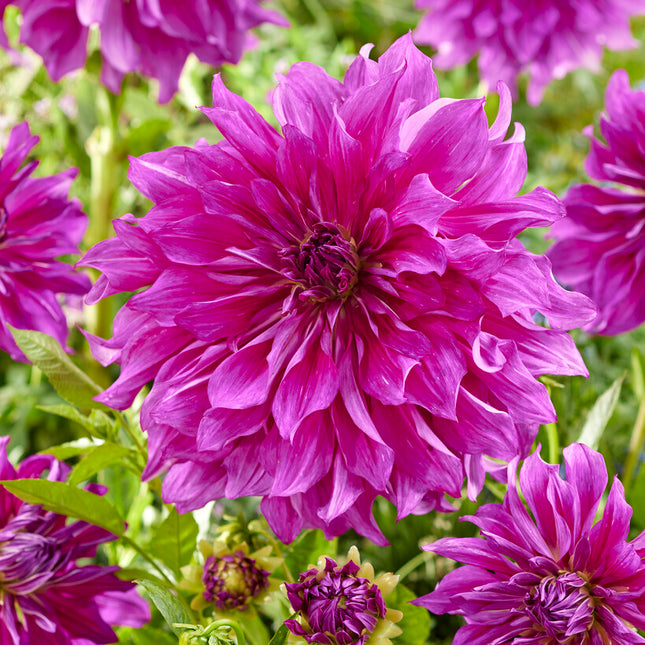 Dahlia Dekorativ Purple Taiheijo 1-pack