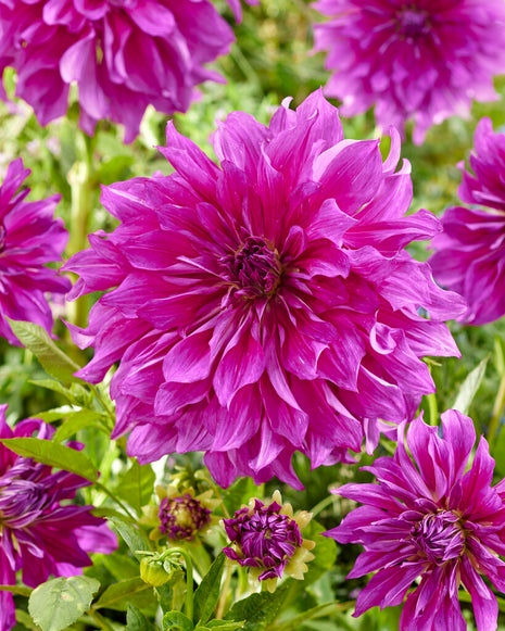 Dahlia Decorative Purple Taiheijo 1 kpl