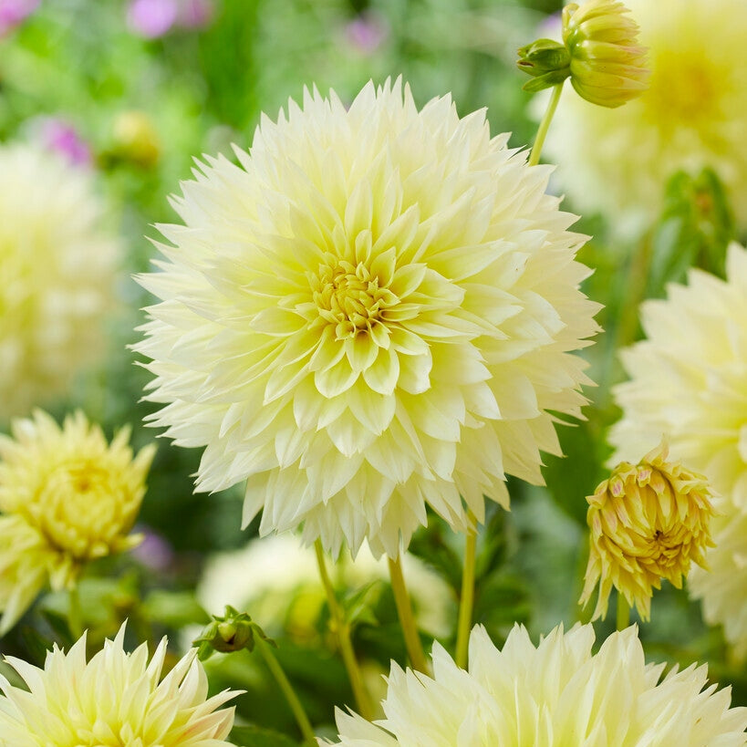 Dahlia Fubuki Canary 1-pack