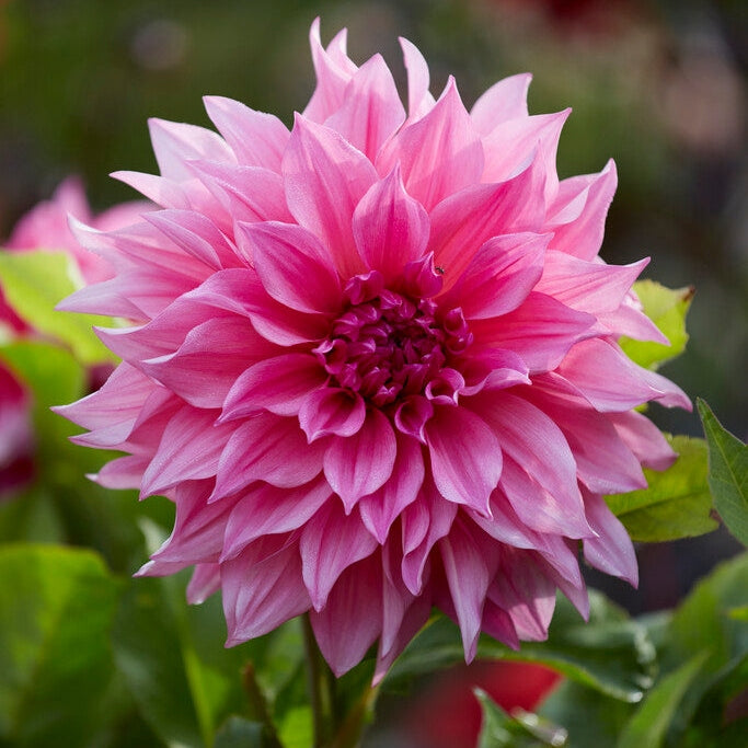 Dahlia Dekorativ Cafe au Lait Rosé 1-pack