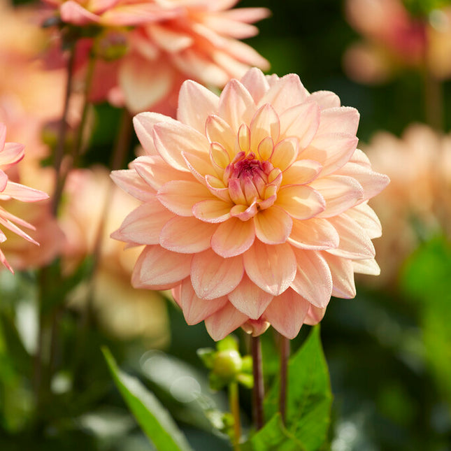 Dahlia Border Melody Dora 1-pack