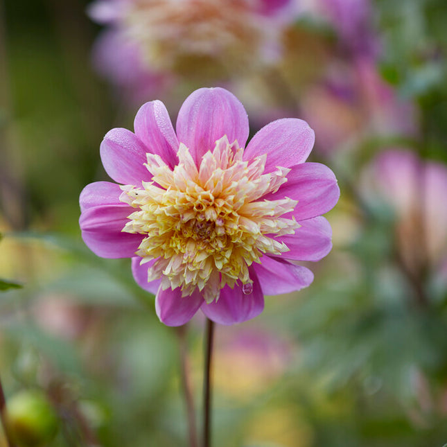 Dahlia Anemone Take Off 1-pack