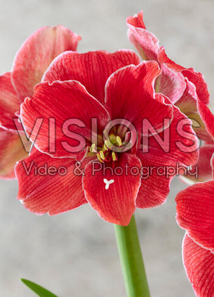 Amaryllis-Hippeastrum 'Magical Touch' 1-pack