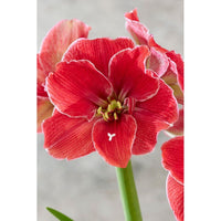 Amaryllis-Hippeastrum 'Magical Touch' 1-pack