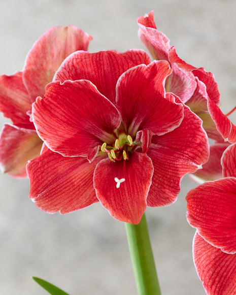 Amaryllis-Hippeastrum 'Magical Touch' 1 kpl