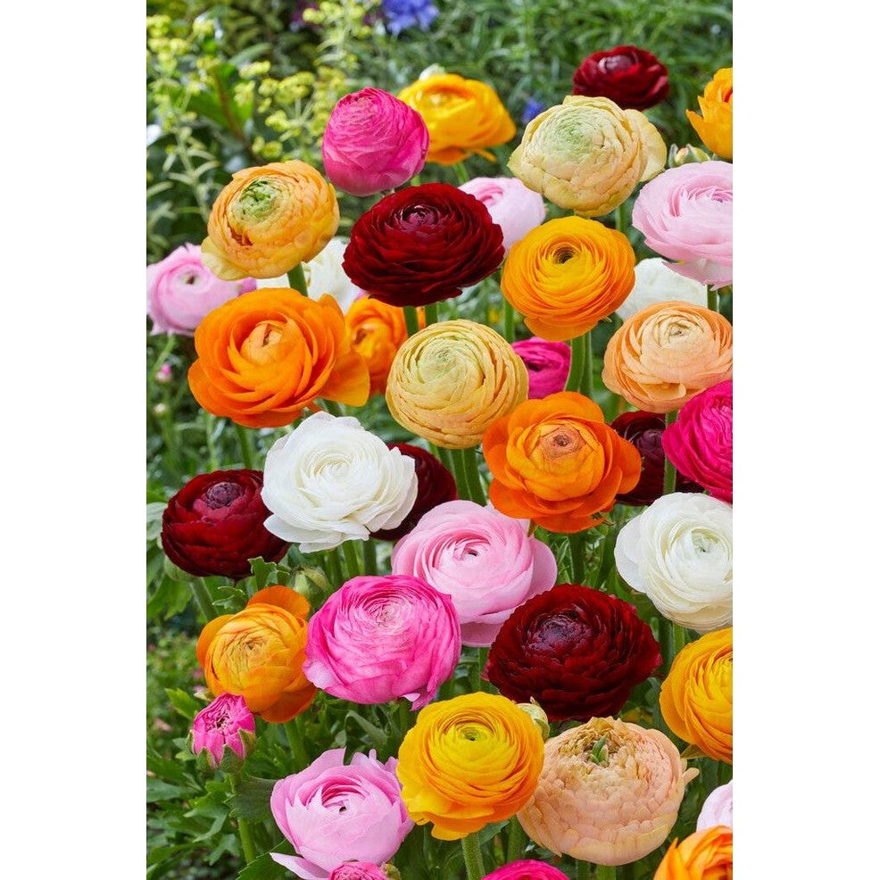 Bukettranunkel-Ranunculus asiaticus 'Mixed' 10-pack
