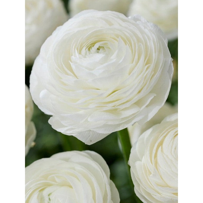 Bukettranunkel-Ranunculus asiaticus 'White' 10-pack