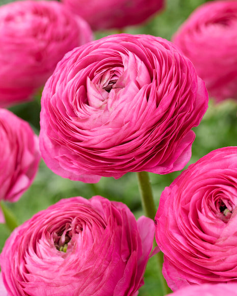 Bukettranunkel-Ranunculus Pink 10-pack