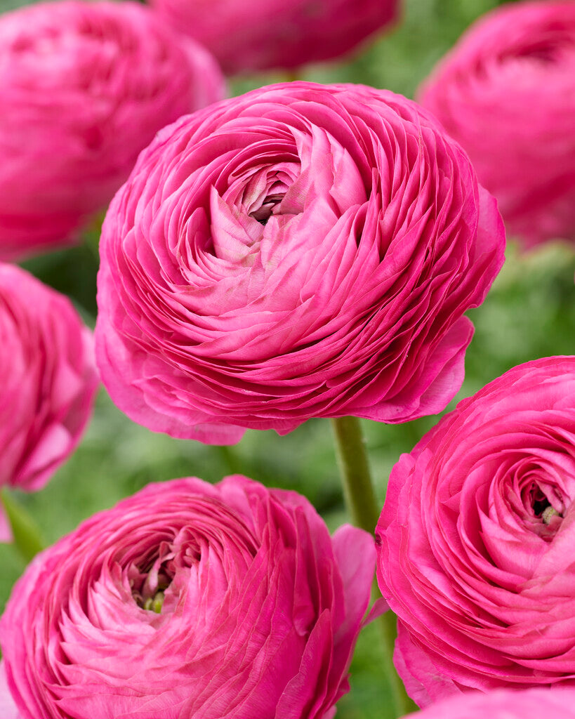 Ranunculus pink