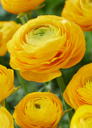 Ranunculus Gul 10-pak