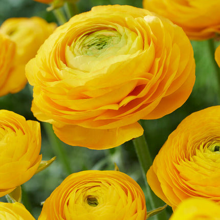 Bukettranunkel-Ranunculus Yellow 10-pack