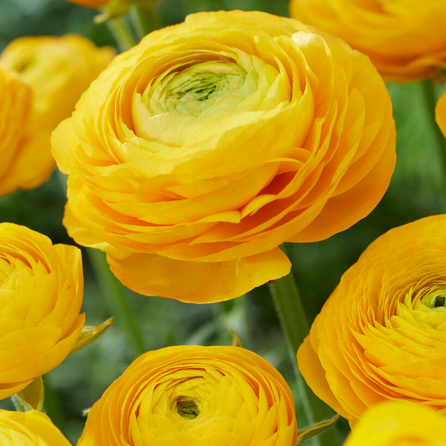 Bukettranunkel-Ranunculus Yellow 10-pack