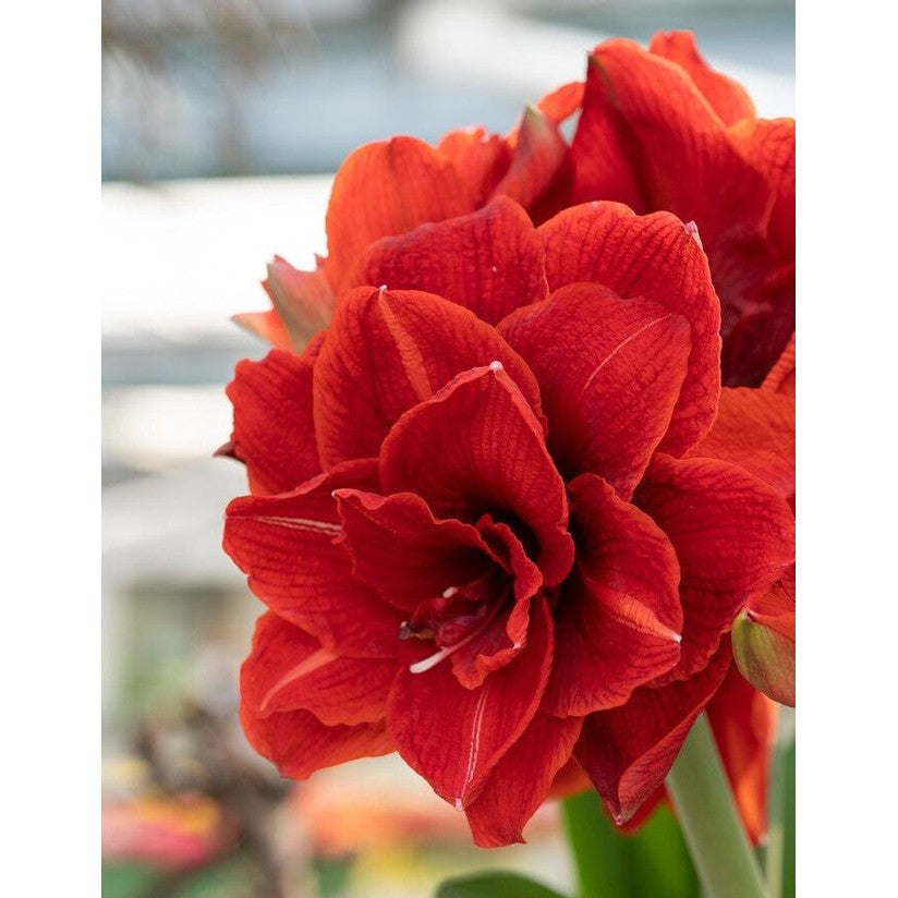 Amaryllis-Hippeastrum 'Cherry Nymph' 1-pack