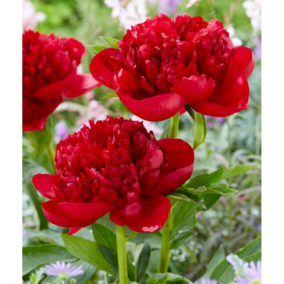 Pion-Paeonia Red Charm 1-pack
