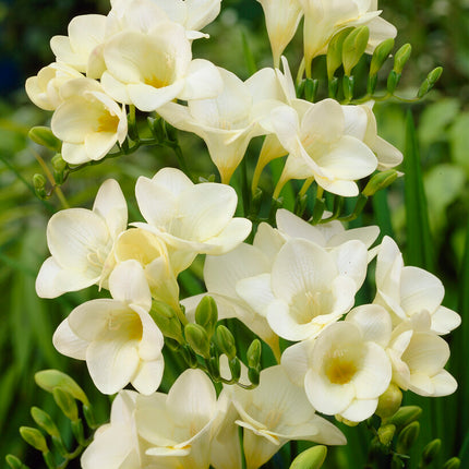 Freesia-Single White 15 -pack