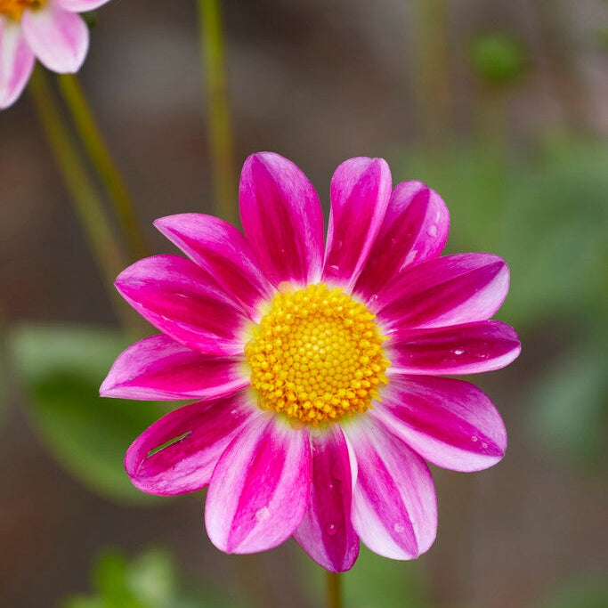 Dahlia Special Sweetheart 1-pack