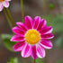 Dahlia Special Sweetheart 1-pack