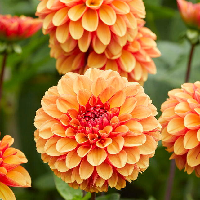 Dahlia Dekorativ American Sunset 1-pack NYHET