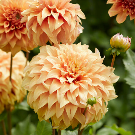 Dahlia Dekorativ Great Hercules 1-pack