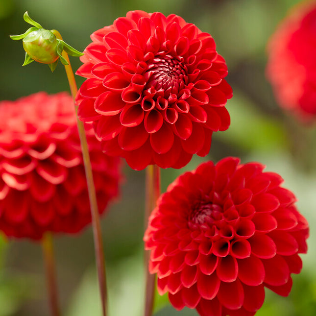 Dahlia Boll Red Cap 1-pack