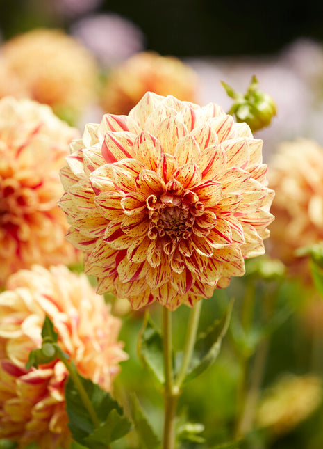 Dahlia Dekorativ Gloriosa 1-pack NYHET