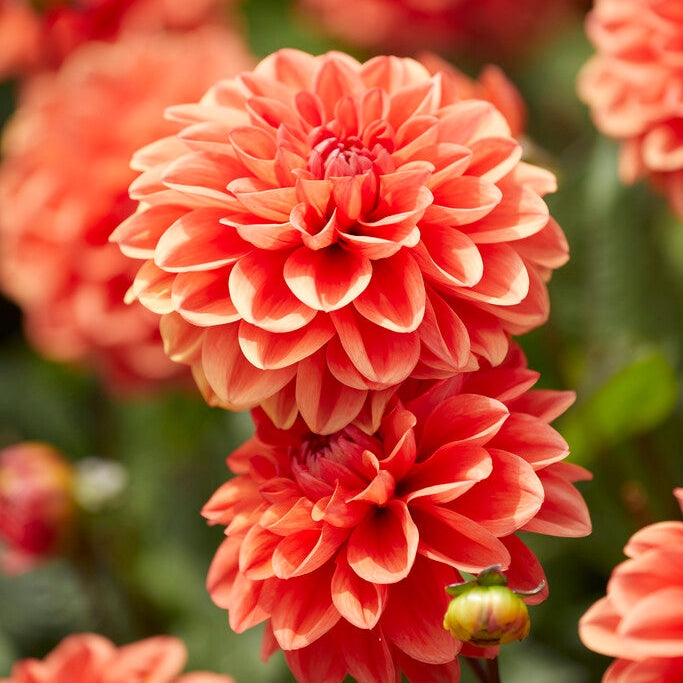 Dahlia Border Orange Nugget 1-pack