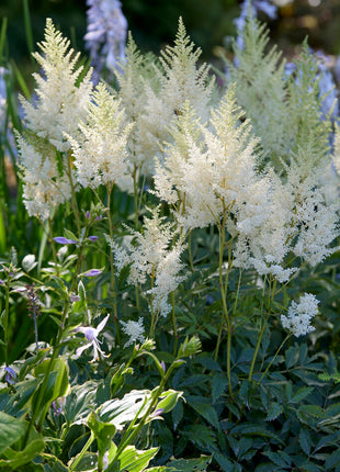 Astilbe Weiß 1er Pack