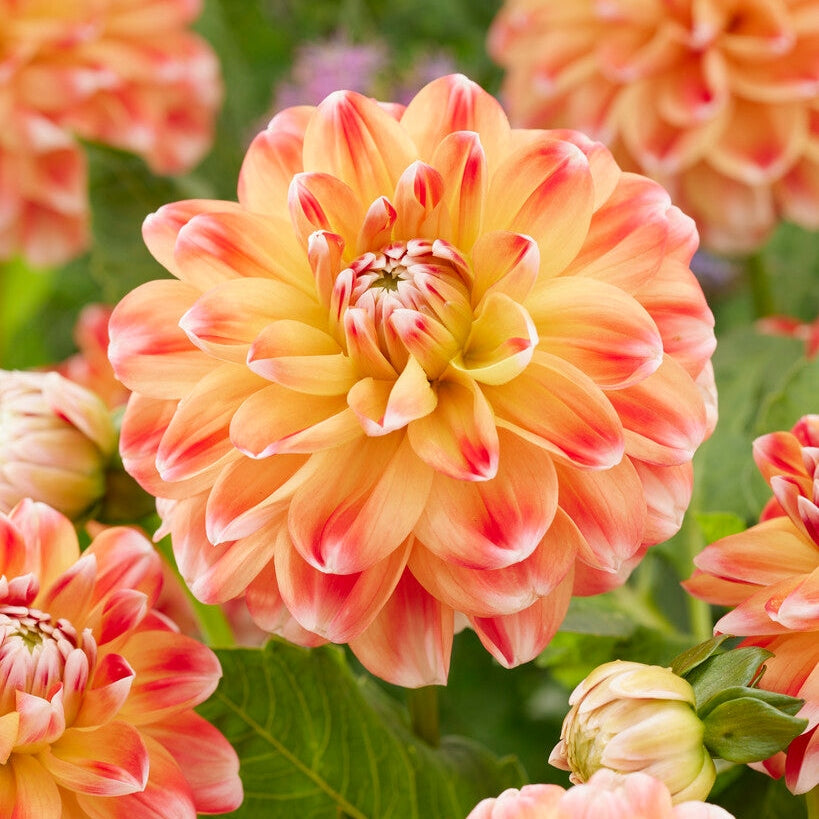 Dahlia Hapet Harmony Dekorativ 1-pack NYHET