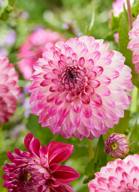 Dahlia Dekorativ Caproz Pizzazz 1-pack NYHET