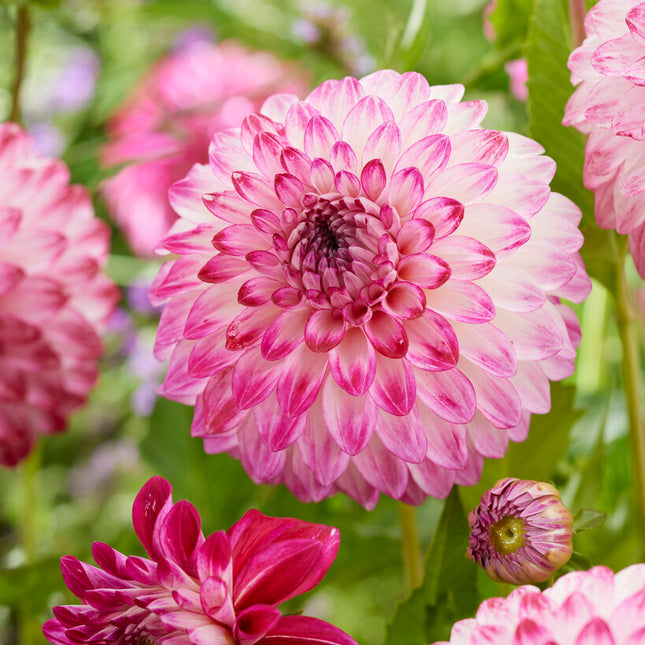 Dahlia Dekorativ Caproz Pizzazz 1-pack NYHET