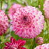 Dahlia Dekorativ Caproz Pizzazz 1-pack NYHET