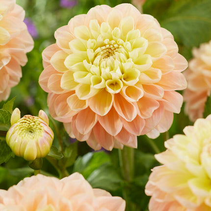 Dahlia Dekorativ Honey Dew 1-pack NYHET