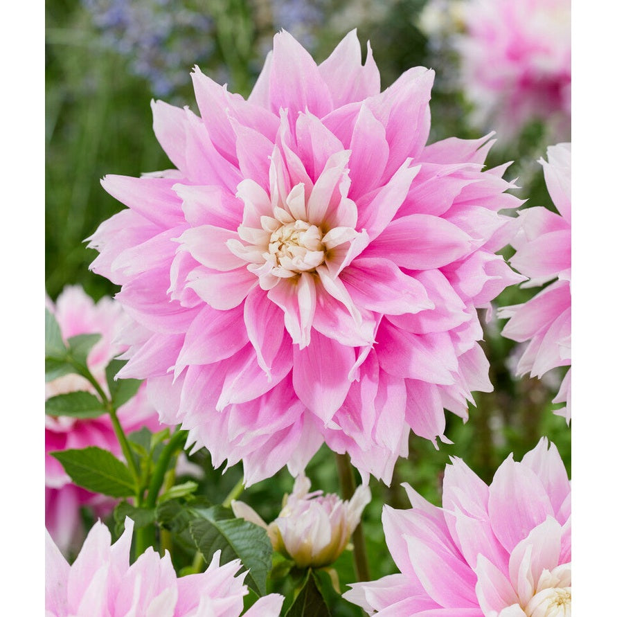 Dahlia Evanah Dekorativ 1-pack NYHET