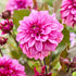 Dahlia Dekorativ Melissa Anne Marijke 1-pack NYHET