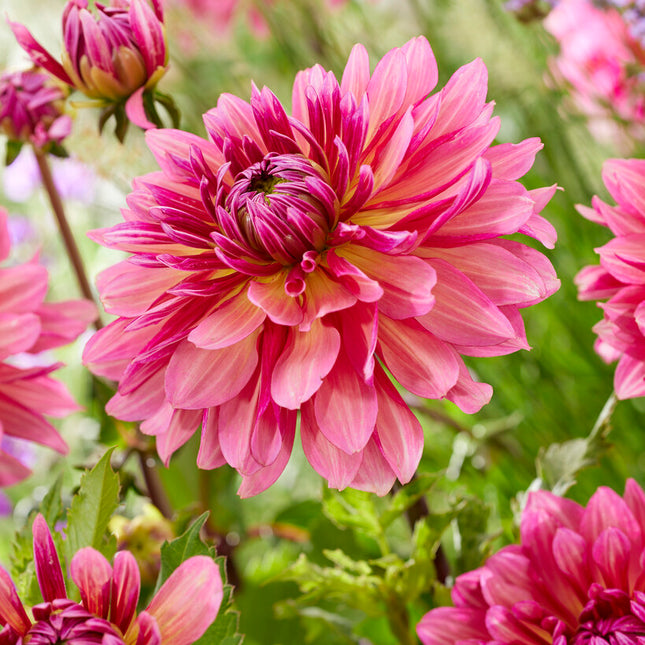 Dahlia Cactus Missis Dutch 1-pack NYHET