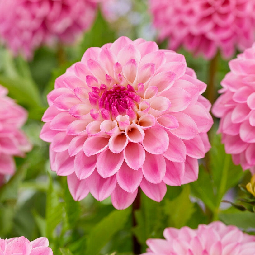 Dahlia Princess Laetitia Dekorativ 1-pack NYHET