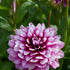 Dahlia Dekorativ Patches 1-pack