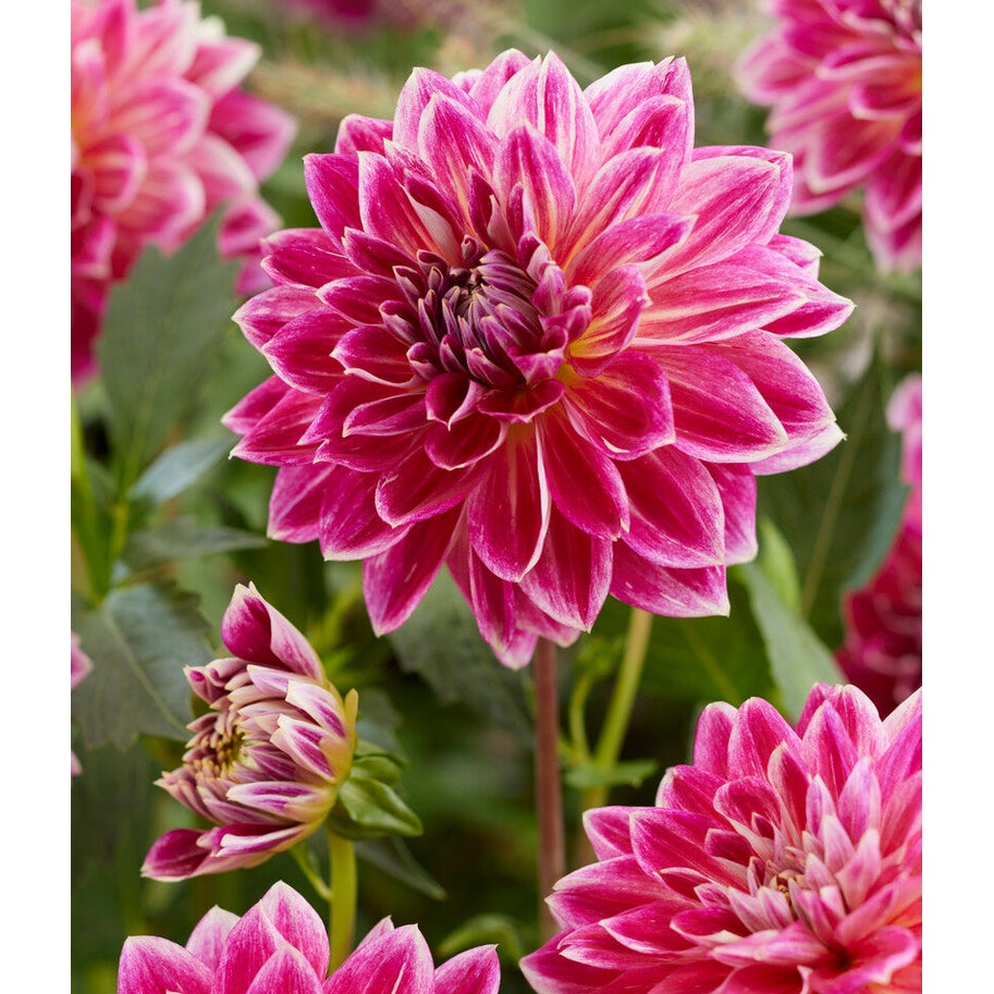 Dahlia Temple of Beauty Dekorativ 1-pack NYHET