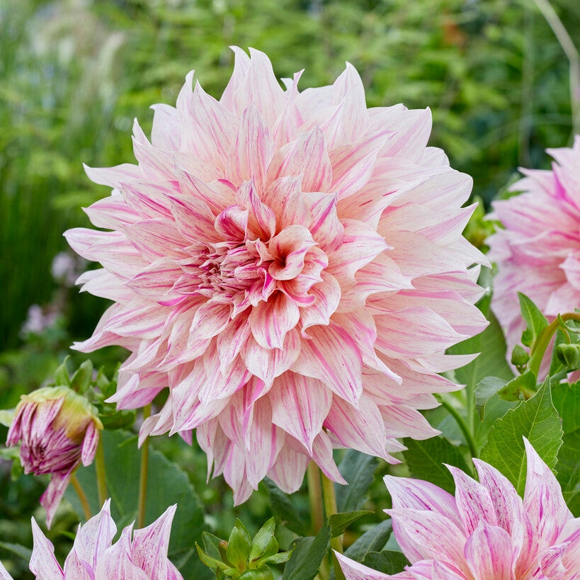 Dahlia Dekorativ Cafe au Lait Twist 1-pack