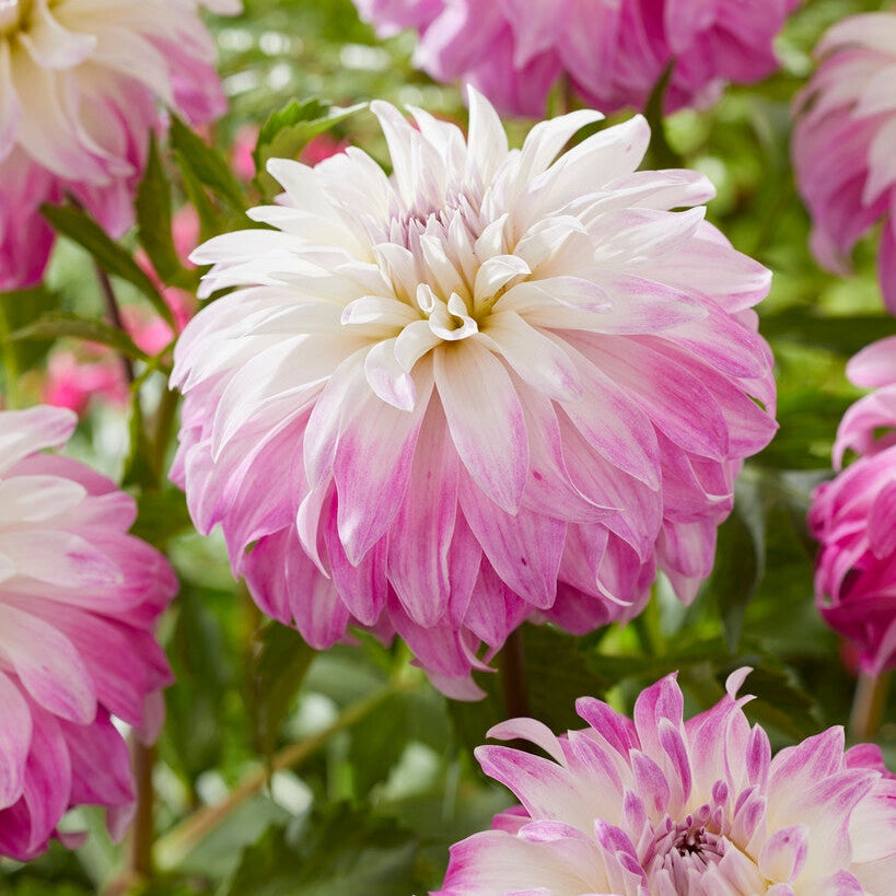 Dahlia Dekorativ Pink Petticoat 1-pack